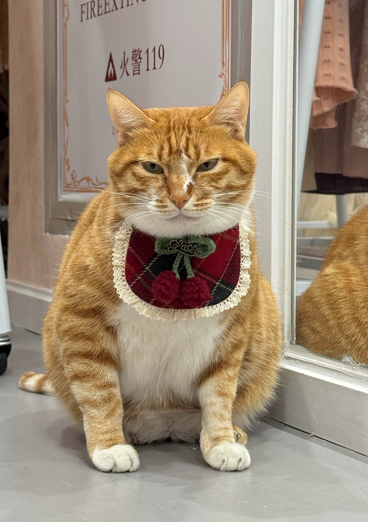 Evil Cat Pet Bib